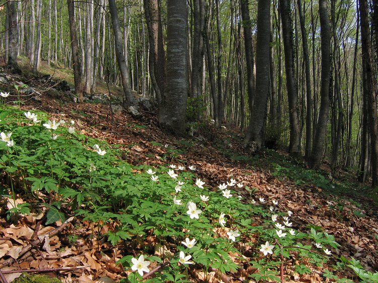  Image name: anemone dei boschi2.jpg 
 width: 750 pixel 
 height: 563 pixel 
 Size: 198017 bytes 
 Click to enlarge 